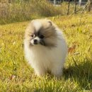 베베멍 강아지고양이분양 시흥본점 이미지