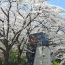 SK행복마을(101동) | [인천 벚꽃] 🌸SK인천석유화학 벚꽃동산 방문기🌸 주차 해결하고 벚꽃 명소 꿀팁!🚗