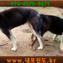태금 Daum카페