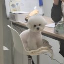 봄맞이 기분전환 네일샵 무조건 여기! 부산 서면웨딩네일, 연장, 스톤아트, 에어그라데이션 다 잘하는...