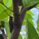 하늘소 농장 이미지