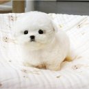 비전중학교 | 송탄강아지분양 후회않는 반려견입양