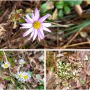 원주굽이길 원2코스 구학산둘레숲길 | [치악산둘레길 8코스, 거북바우길(용소막성당~석동종점]가을하늘, 가을숲('25, 11/9)