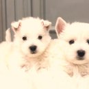 내 품 안의 반려견 마포점 | 등촌동화이트테리어분양 고민끝 드디어 만난 나의 반려견