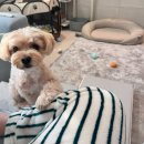 잘다녀오시개 이미지