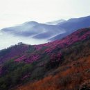 영취산.510m (여수), 남도 진달래명산 일번지 & 진달래 군락이 핏빛으로 물들며 장관을 이룬다 이미지