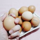 한길양계 이미지