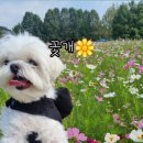 애견가을농장 이미지