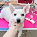 짱구네 동물병원 이미지