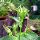 청강농원 이미지