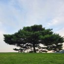 소나무목장 | 평창 산너미목장 캠핑 육십마지기