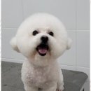 멍멍살롱 이미지