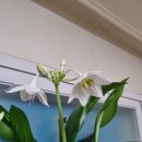 유카리스 이미지