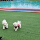 도그베이 이미지