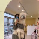 춘천애견미용학원 이미지