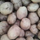 감자수확. 이미지