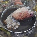 태전교 | 매천수산시장 영업시간 알쭈꾸미 실시간 가격 맛 내돈내산