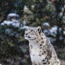 Snow Leopard!!! 이미지