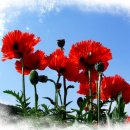 하늘농장6 이미지