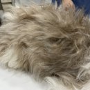 청담동물병원애견미용실 이미지