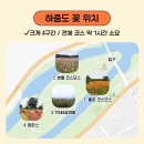 대구 하중도 가을 가볼만한곳 댑싸리 코스모스 명소 10월 중순 실시간 후기