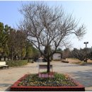 2025 섬 홍매화축제 이미지