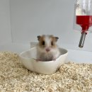 햄토리 군단 이미지