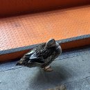 뽑기오빠OK | 미포상점 / 고민석불오뎅가마솥떡볶이 / 팔도미역 청사포점 / 해운대요트 / OK도매횟집 / 광안리해수욕장