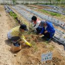 하수농장 이미지