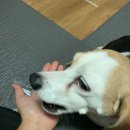 리버풀동물병원 이미지