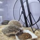 펫엔글라이더 이미지