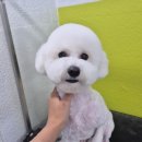 마이펫가든 이미지