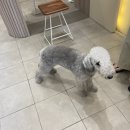 보듬 반려견미용실 이미지