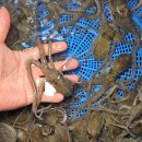 ★무안활뻘낙지특가이벤트★세발낙지1마리4천원! 시세대비초특가! 지금이 구매적기!! 산소포장!당일발송 이미지