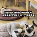 와플캣 | 태국 방콕 아이와 가볼만한 곳, 에까마이 캣카페 Chico Cafe 후기