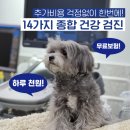 우쭈쭈 강아지 이미지