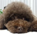 갤럭시펫 애견미용 이미지