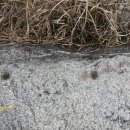 송정리 고인돌 이미지