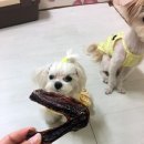 멍이 수라간 이미지