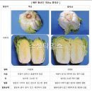 농림축산검역본부 구내식당 | 중국산 배추 포름알데히드 충격 실태! 수입 유통구조와 국산 배추 구별법, 식약처 통관 검사, 원산지...