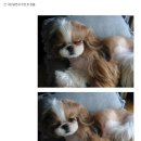 개이쁘다 이미지