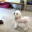 에코펫케어 이미지