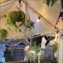 낭만애견 이미지