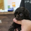 초코네 애견샵 이미지