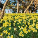 개화 | 4월 꽃축제 서산 유기방가옥 수선화축제 2026 실시간 개화 후기