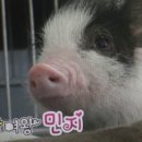 찹쌀꽈배기엔핫도그