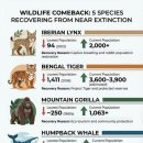 펫스토리 수가 이미지