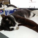 냥플레이스 이미지