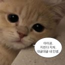 말 많은 밀린 일기