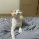 야옹아 부탁해 이미지